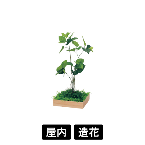 連接樹木 GR5043 H1150 480角 ウンベラータ(GR5043)