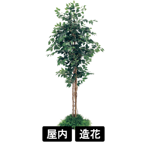 連接樹木 GR5058 H2100 450角 フィカスベンジャミン(GR5058)