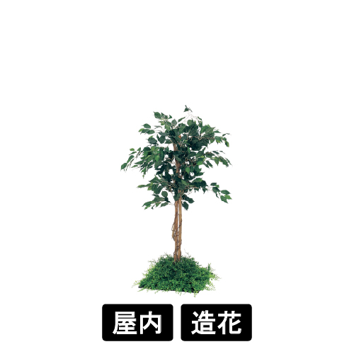 連接樹木 GR5055 H1300 450角 フィカスベンジャミン(GR5055)