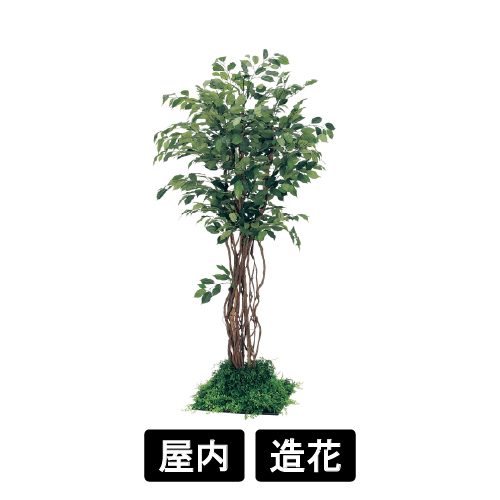 連接樹木 GR5057 H1800 450角 フィカスベンジャミン(GR5057)
