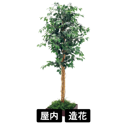 連接樹木 GR5085 H2100 480角 フィカスベンジャミン(GR5085)