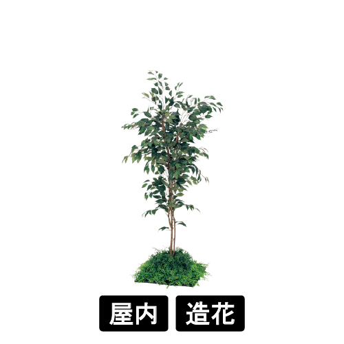 連接樹木 GR5056 H1600 450角 フィカスベンジャミン(GR5056)