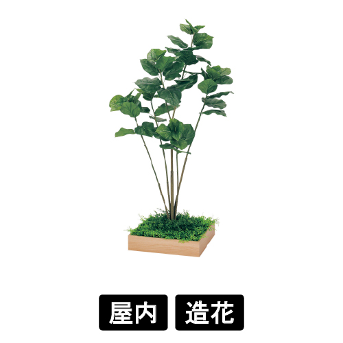 連接樹木 GR5044 H1500 480角 ウンベラータ(GR5044)