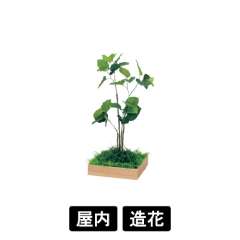 連接樹木 GR5043 H1150 480角 ウンベラータ