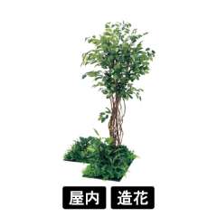 連接樹木 GM5709 H1800 450角3連 フィカスベンジャミン