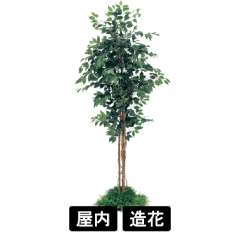連接樹木 GR5058 H2100 450角 フィカスベンジャミン