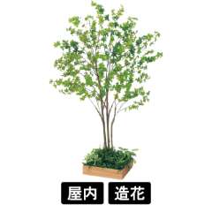 テーブル樹木 GR5124 H1900 450角 ドウダン