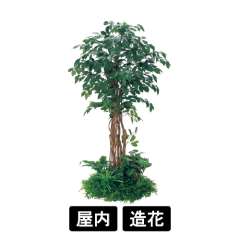 テーブル樹木 GR5145 H1800 600Ф フィカスベンジャミン