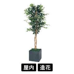 樹木プランター GR5005 H2300 フィカスベンジャミン