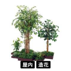 連接樹木 GM5729 H1800 7連 フィカスベンジャミン