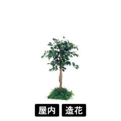 連接樹木 GR5055 H1300 450角 フィカスベンジャミン