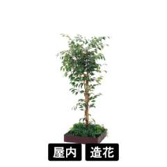 連接樹木 GR5083 H1600 480角 フィカスベンジャミン