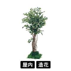 連接樹木 GR5057 H1800 450角 フィカスベンジャミン