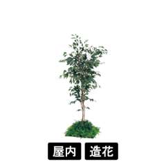 連接樹木 GR5056 H1600 450角 フィカスベンジャミン