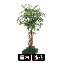 連接樹木 GR5084 H1800 480角 フィカスベンジャミン