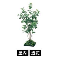 連接樹木 GR5064 H1800 450角 シェフレラ