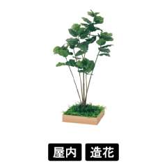 連接樹木 GR5044 H1500 480角 ウンベラータ