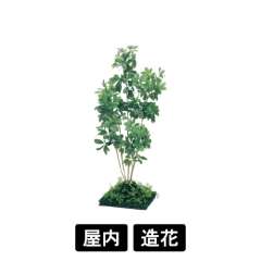 連接樹木 GR5063 H1500 450角 シェフレラ