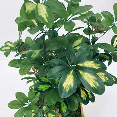 樹木プランター GR5080 H1100 シェフレラ(GR5080)_2