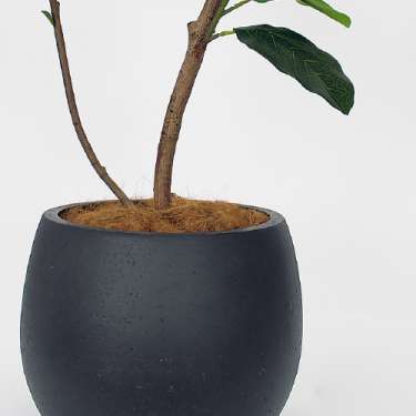 樹木プランター GR5099 H1850 ゴムの木(GR5099)_3