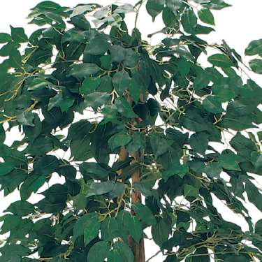 樹木プランター GR5110 H1900 フィカスベンジャミン(GR5110)_2