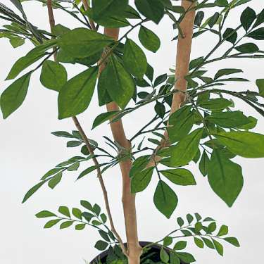 樹木プランター GR5072 H1700 トネリコ(GR5072)_2