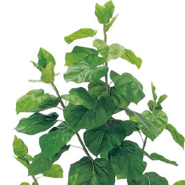 樹木プランター GR5109 H1600 ウンベラータ(GR5109)_2