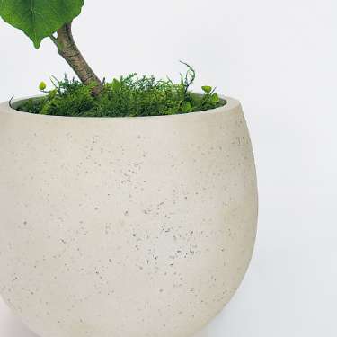 樹木プランター GR5096 H1800 ウンベラータ(GR5096)_3