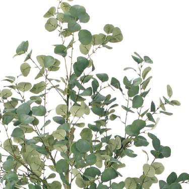 樹木プランター GR5098 H1800 ユーカリ(GR5098)_2