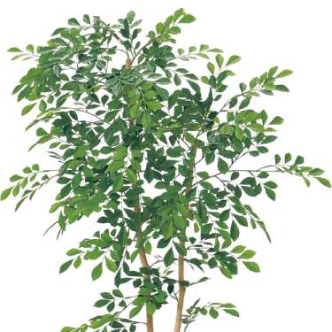 樹木プランター GR5112 H1250 トネリコ(GR5112)_2