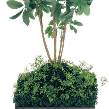 連接樹木 GR5063 H1500 450角 シェフレラ(GR5063)_2