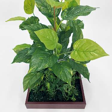 連接樹木 GR5081 H650 330角 (GR5081)_2