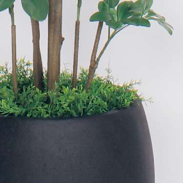 樹木プランター GR5007 H1800 シェフレラ(GR5007)_3