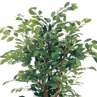 樹木プランター GR5006 H1900 フィカスベンジャミン(GR5006)_2