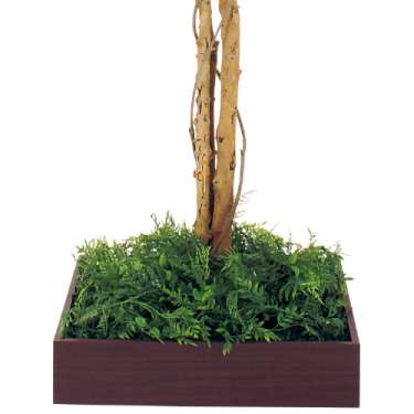 連接樹木 GR5085 H2100 480角 フィカスベンジャミン(GR5085)_2