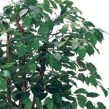 樹木プランター GR5108 H1900 フィカスベンジャミン(GR5108)_2