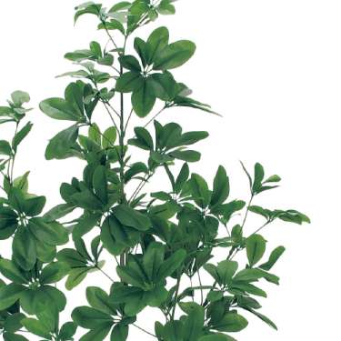 樹木プランター GR5103 H1500 シェフレラ(GR5103)_2