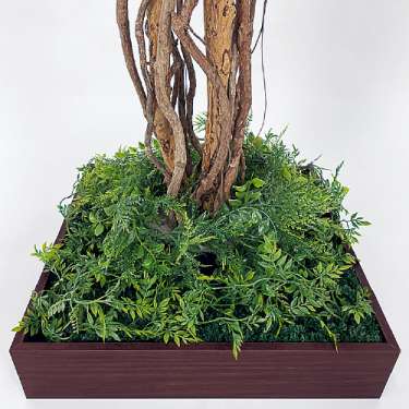 連接樹木 GR5084 H1800 480角 フィカスベンジャミン(GR5084)_2