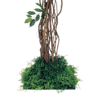 連接樹木 GR5057 H1800 450角 フィカスベンジャミン(GR5057)_2