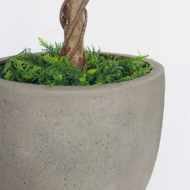 樹木プランター GR5092 H2100 フィカスベンジャミン(GR5092)_3