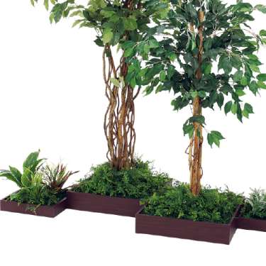 連接樹木 GM5727 H1800 4連 フィカスベンジャミン(GM5727)_2