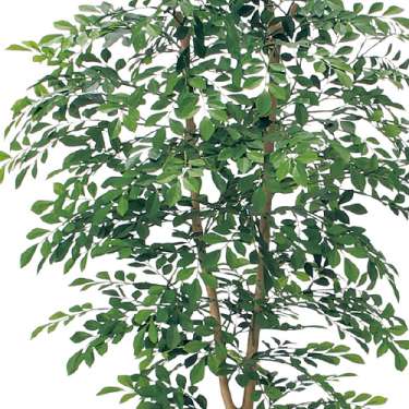 樹木プランター GR5107 H1700 トネリコ(GR5107)_2