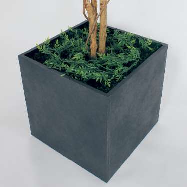 樹木プランター GR5005 H2300 フィカスベンジャミン(GR5005)_3