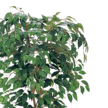 樹木プランター GR5102 H1500 フィカスベンジャミン(GR5102)_2