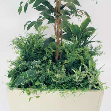 寄せ植えプランター GR5029 H1700 フィカスベンジャミン(GR5029)_2