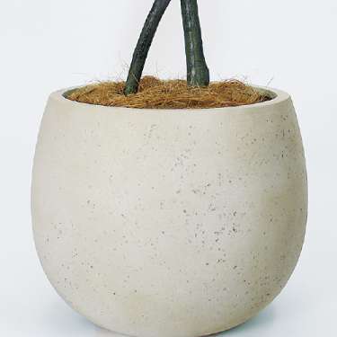 樹木プランター GR5097 H1800 パキラ(GR5097)_3