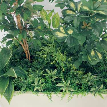 寄せ植えプランター GR5031 H1700 フィカスベンジャミン&シェフレラ(GR5031)_2