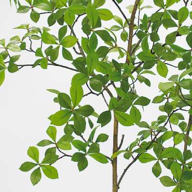 樹木プランター GR5105 H1600 アーモンドツリー(GR5105)_2