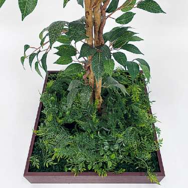 連接樹木 GR5083 H1600 480角 フィカスベンジャミン(GR5083)_2