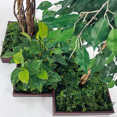 連接樹木 GM5726 H1800 4連 フィカスベンジャミン(GM5726)_2